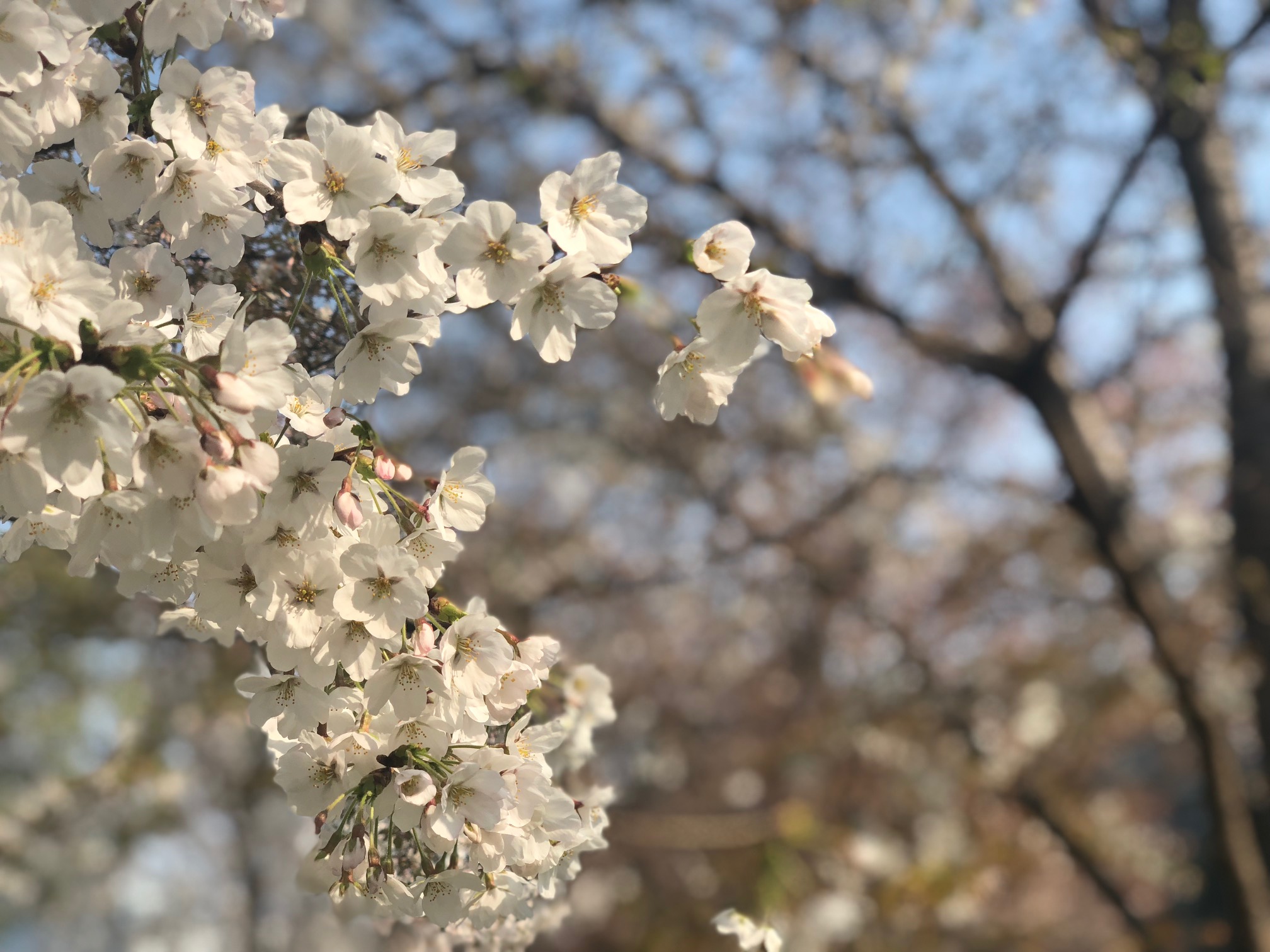 春はしっかり紫外線ケアを！
